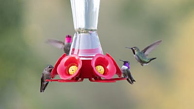 How to Clean A Hummingbird Feeder