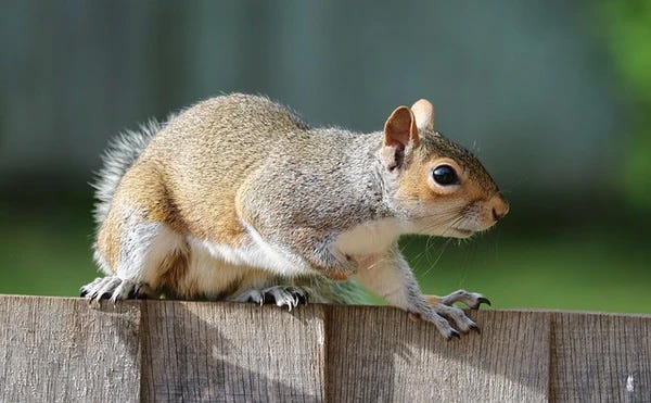 Squirrel climbing along the top of a fence