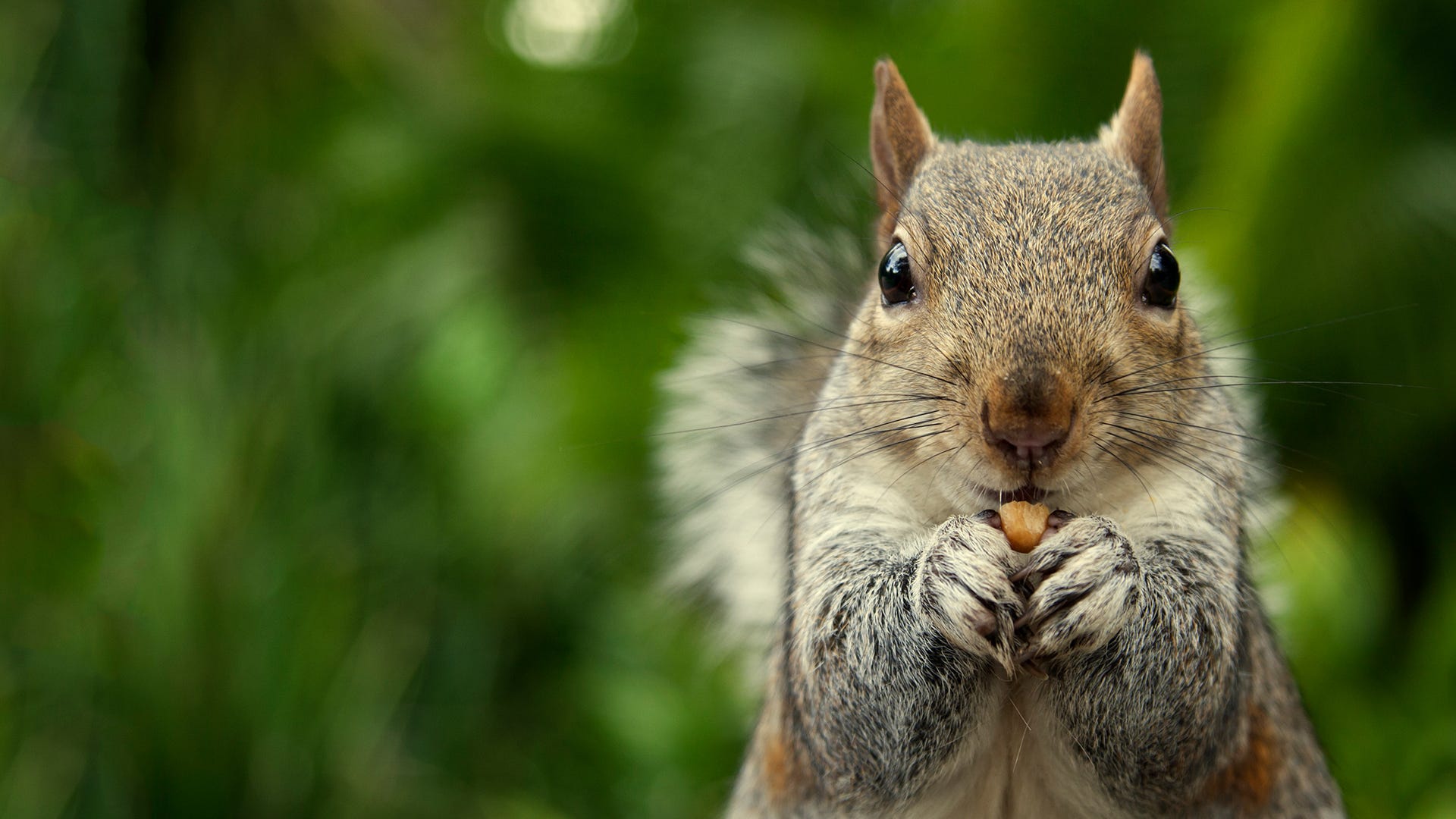 10 Things to Hate About Squirrels