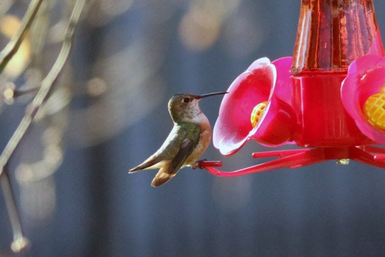 rufous hummingbird at feeder