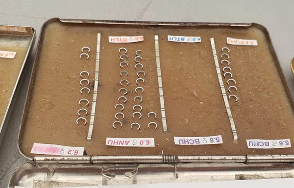 Process of Hummingbird Banding