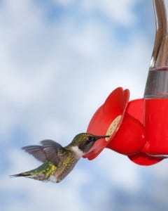 hummingbird at feeder