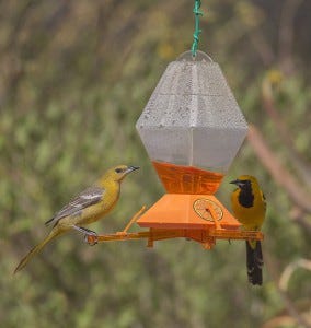 male and female hooded oriole at feeder