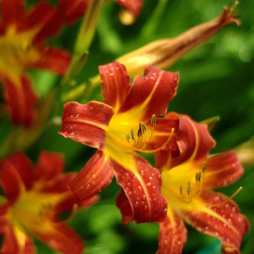 Canadian Lily