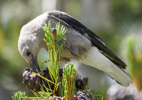 Clark’s nutcracker