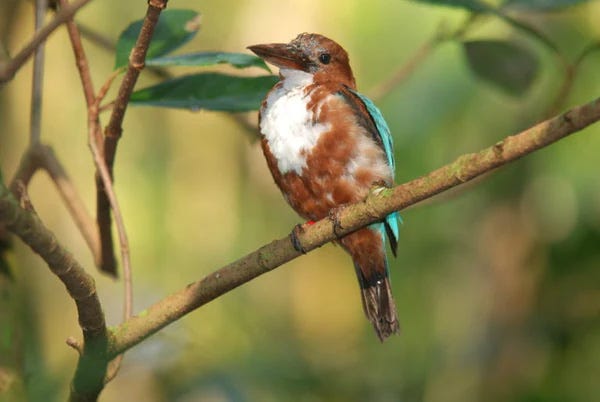 White-throated Kingfisher