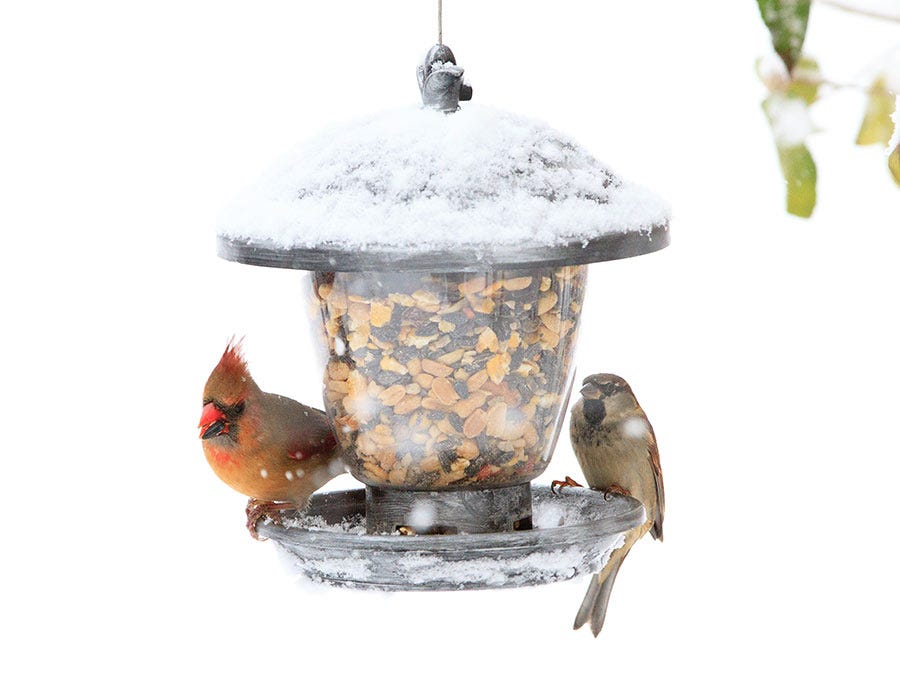 winter bird feeding female cardinal