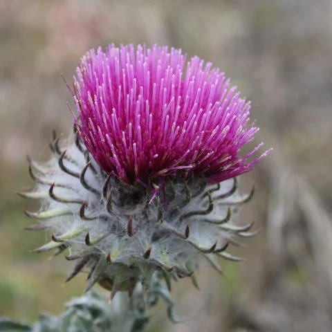 Cobwebby Thistle