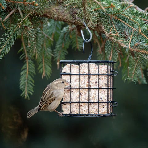 Benefits Suet Gives Birders