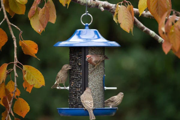 More Birds Cobalt Twin Dual-Compartment Screen Feeder