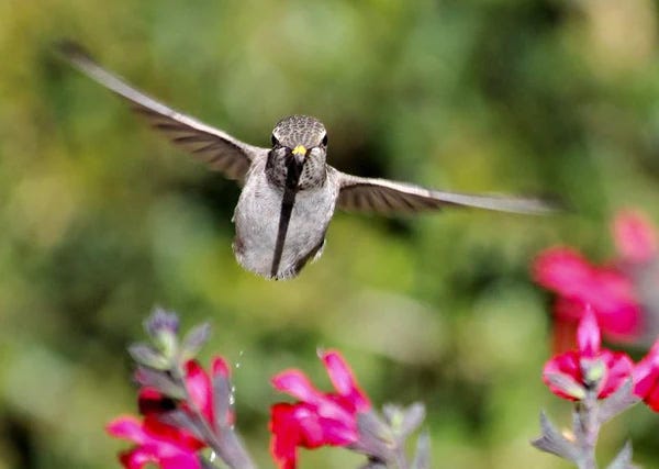 Bird flying through the air