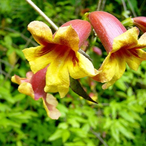 Crossvine