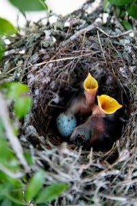 nest of baby birds