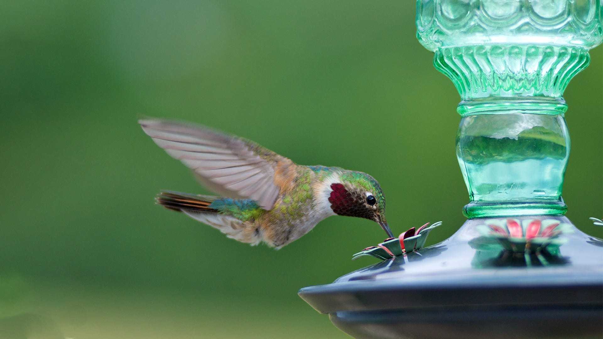 5 Gifts for Birding Enthusiasts