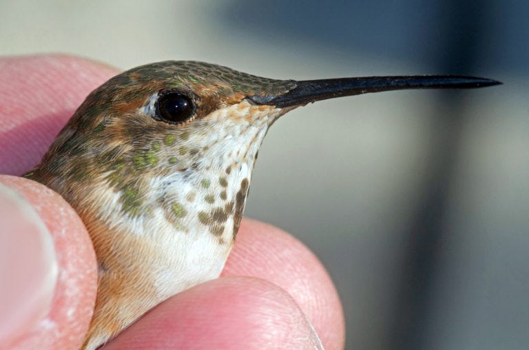 rufous hummingbird banded