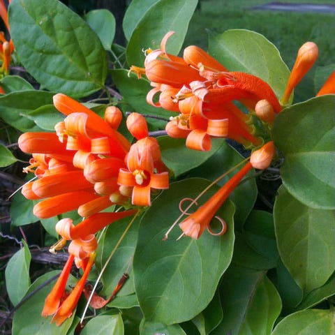 Orange Honeysuckle