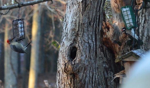 Two suet feeders hanging from a tree