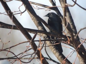 start a birding club red-winged blackbird