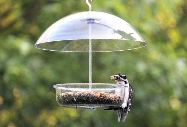 Happy bird enjoying its meal squirrel-free thanks to a baffle!