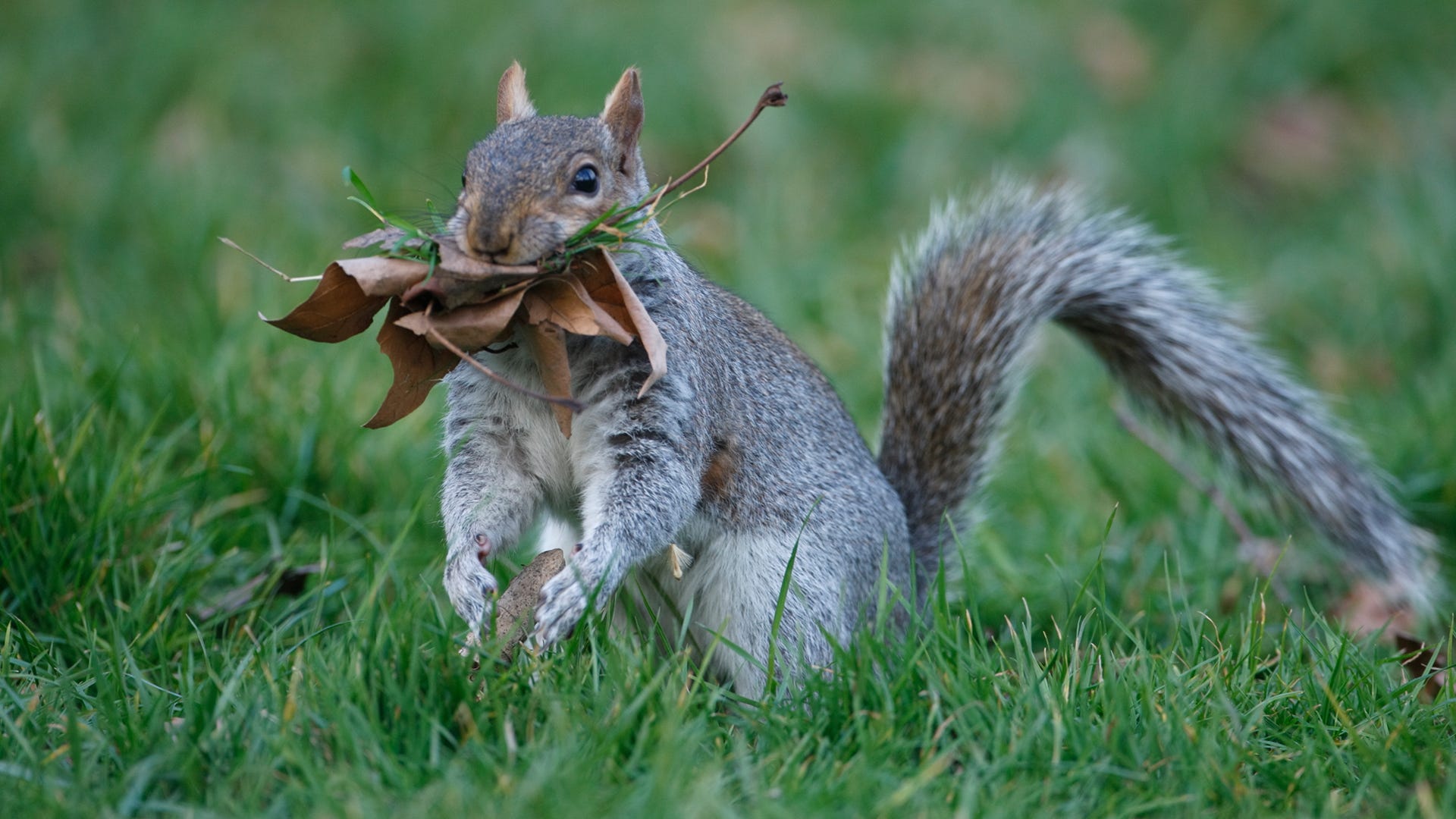 All about Squirrel Nests