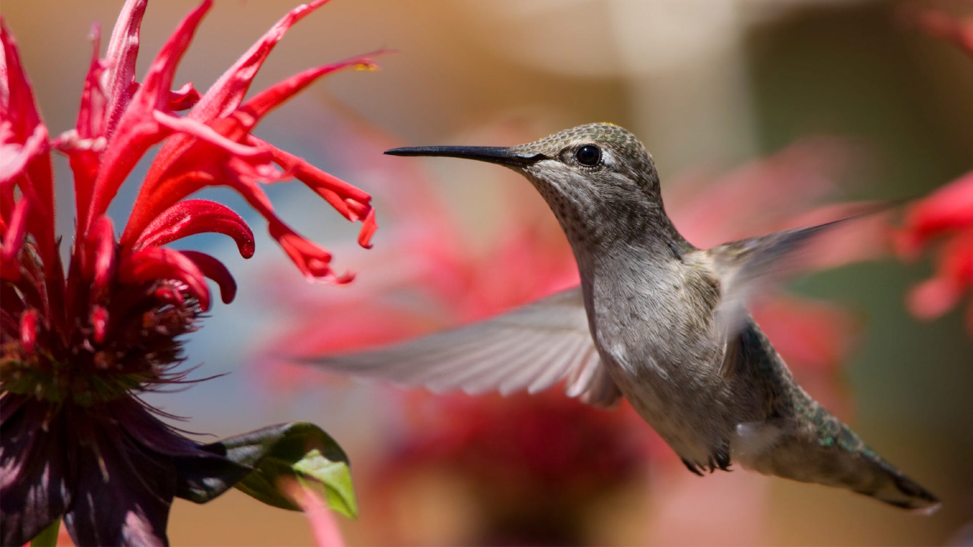 Are Hummingbirds Really Attracted to Red?