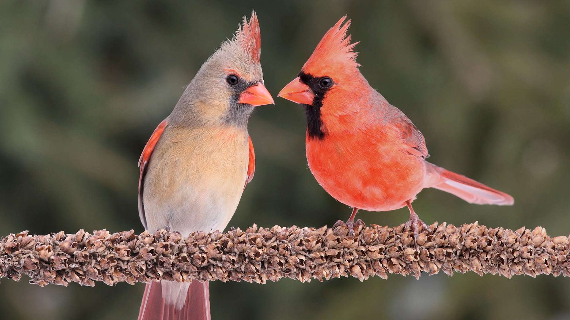 birds similar to cardinals