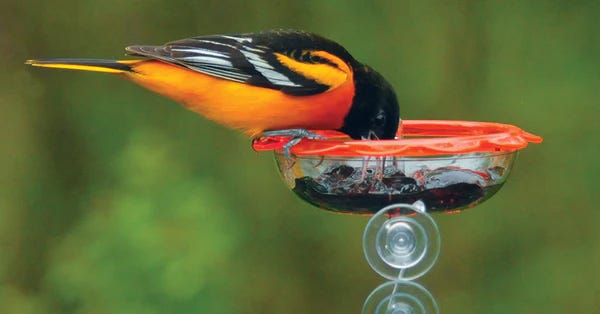 Droll Yankees Jelly feeder