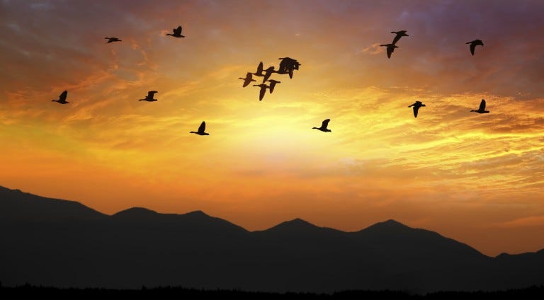 flock of birds flying at sunset