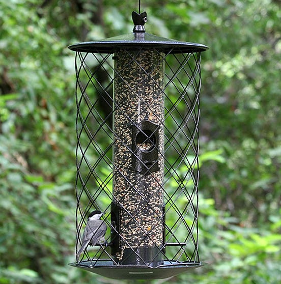 birds at birdscapes feeder