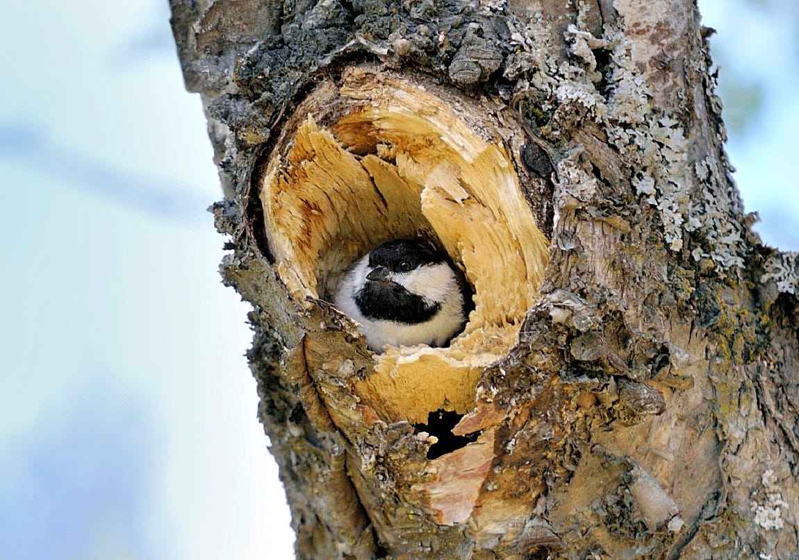 Black-capped Chickadees nest inside of tree cavities, often in spaces vacated by woodpeckers.