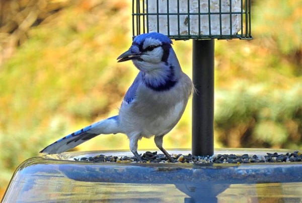 Baffle the Squirrels at Your Bird Feeder [With a Squirrel Baffle]