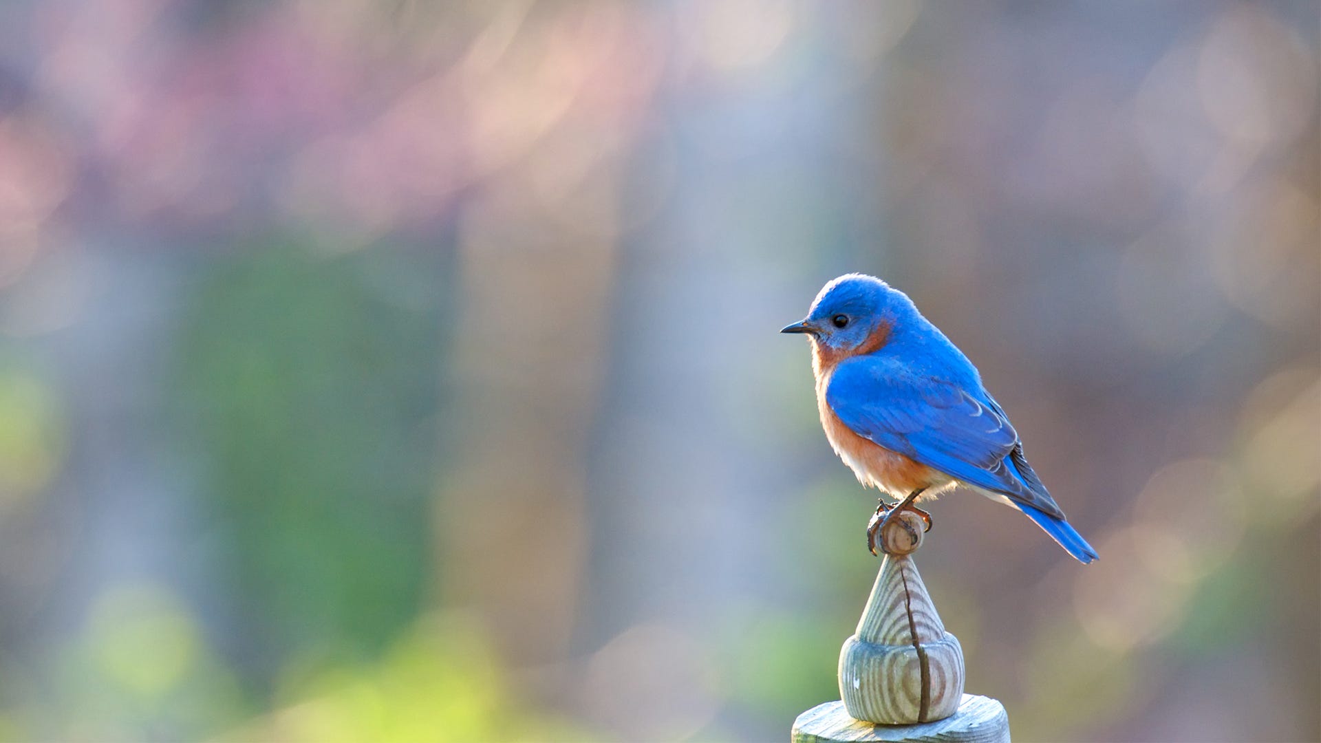 Bluebirds in Danger of Decline: How to Help