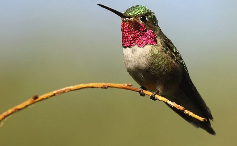 broad-tailed hummingbird