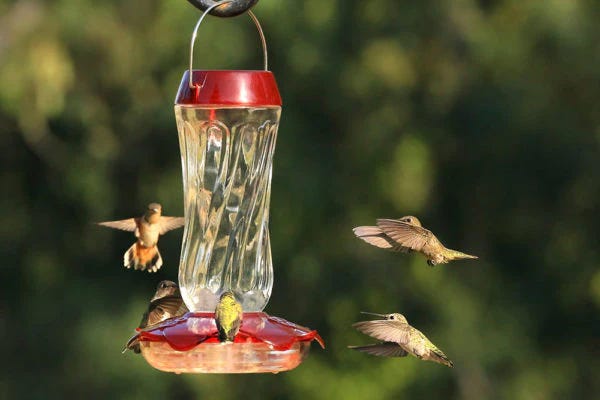 Bird feeder