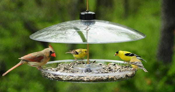 13 Ways To Keep Mice (and Rats) AWAY from Bird Feeders - Sparrow Daughter