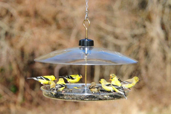 5 Tips for How to Introduce a New Feeder to Your Backyard Birds