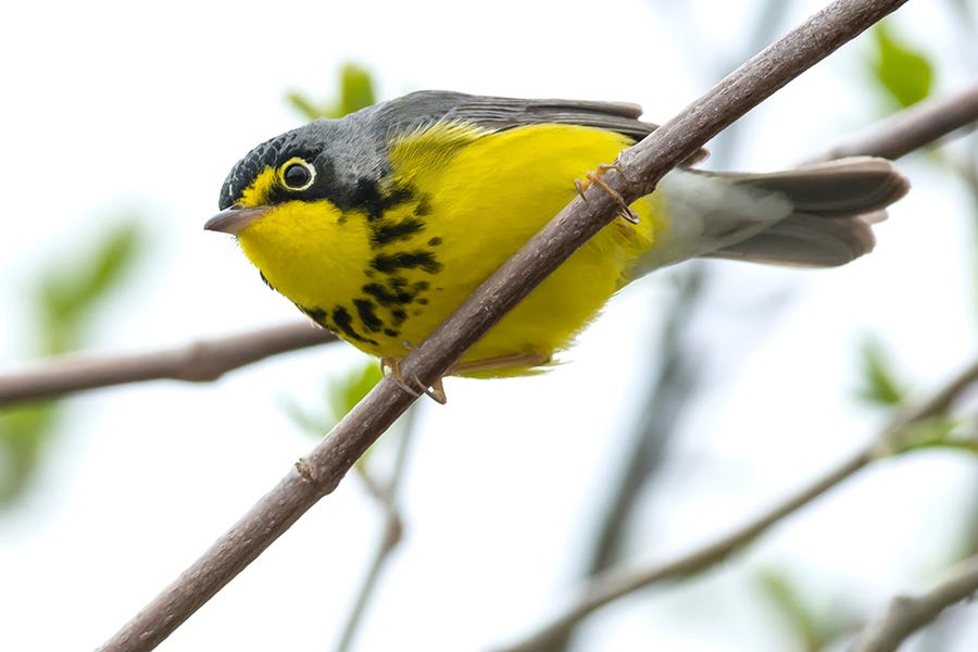 The Canada Warbler is a resident of the North American Boreal Forest.