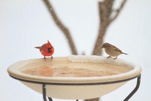 Keep bird baths clear of ice during the winter with a heater or by placing a warmed brick on the ice each morning.