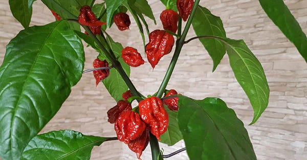 California Reaper Plant