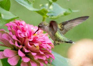 Female Ruby-throated Hummingbirds lack the red neck-bib that males have.