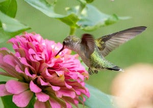 Female Ruby-throated Hummingbirds lack the red neck-bib that males have.