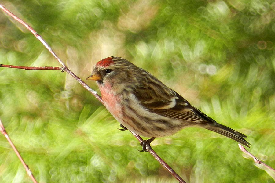 The Common Redpoll spends some of its time in the mainland U.S., the rest of the time it resides in the North American Boreal Forest.