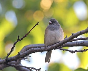 The Dark-eyed Junco is a common bird in the U.S. through the winter, but in the summer it heads for Canada.