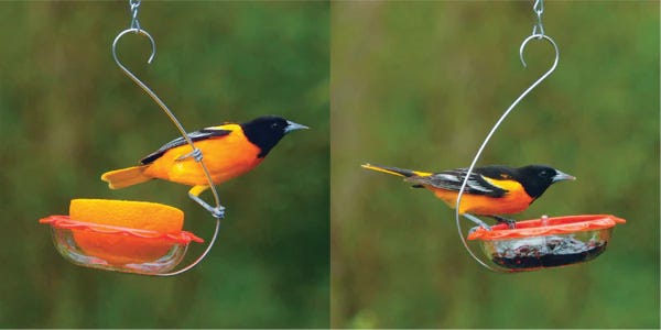 Orioles are songbirds that are attracted to fruit and jelly