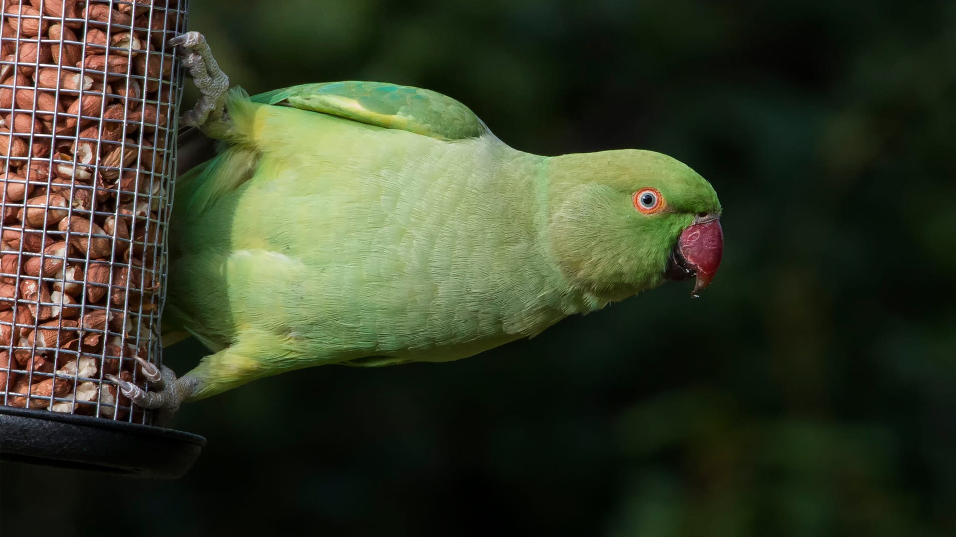 Exotic Birds at Your Feeder: What to Feed These Unusual Visitors