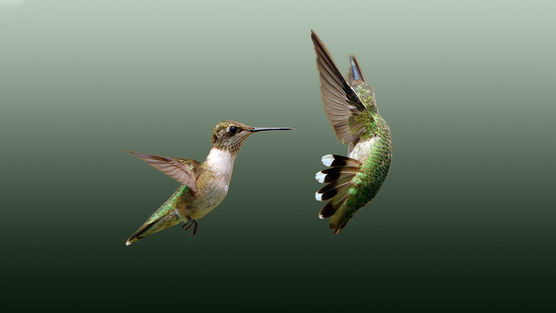 bee hummingbird flying