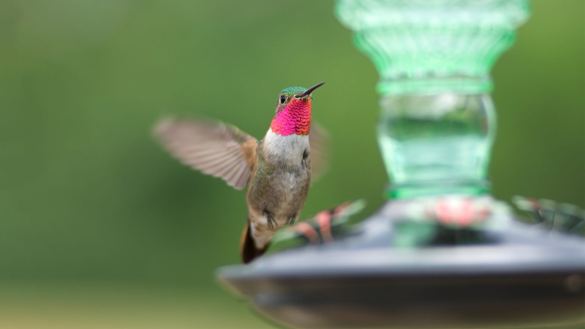Flying Jewels, Gorgets & Other Little-Known Hummingbird Facts