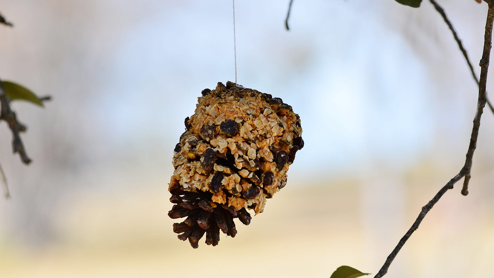 Get Crafty: 4 Easy Bird Feeding Crafts for the Family