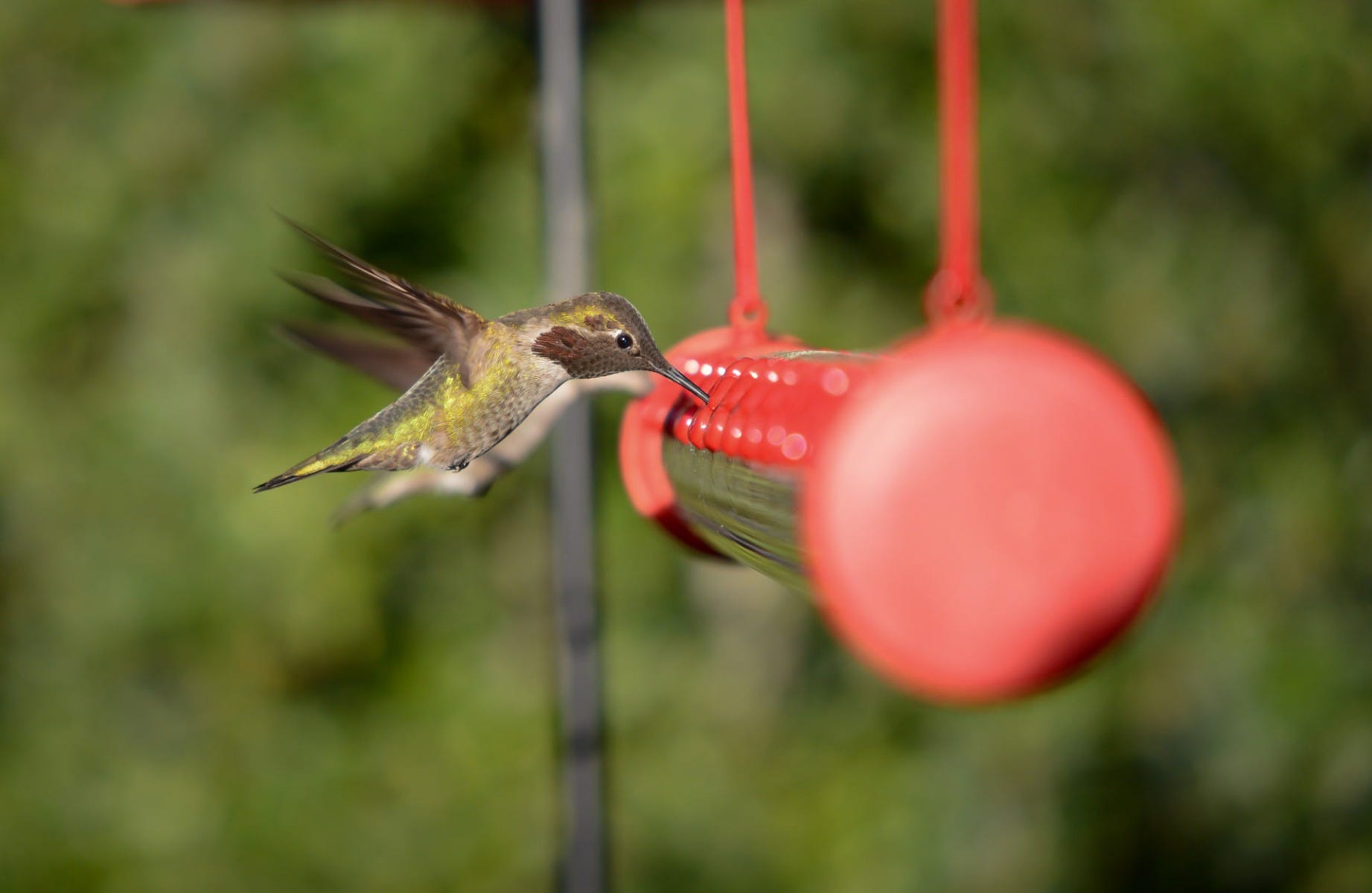 hummerbar hummingbird feeder close up