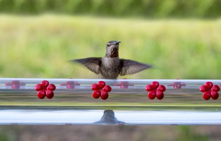 hummingbird feeding at hummerbar